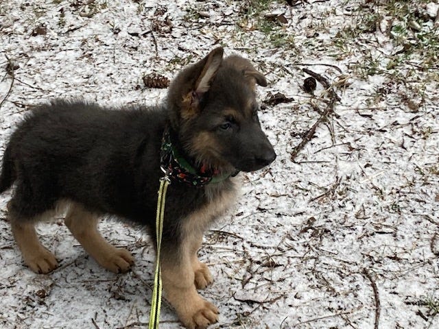 German Shepherd puppy  in the snow