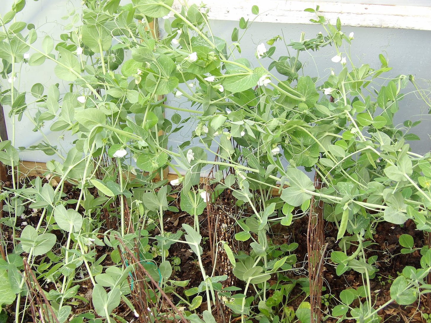 Snow Peas, Lettuce and Mescaline Mix