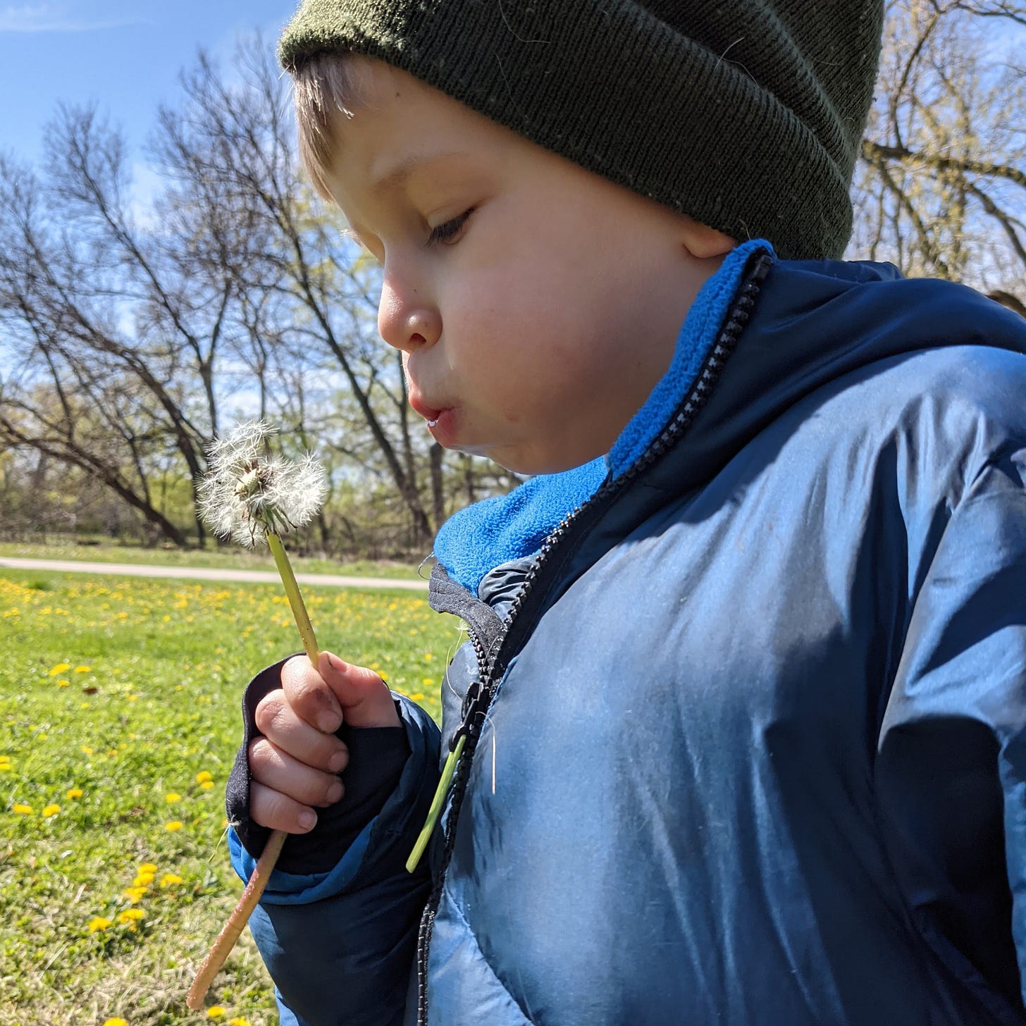 dandelion puff