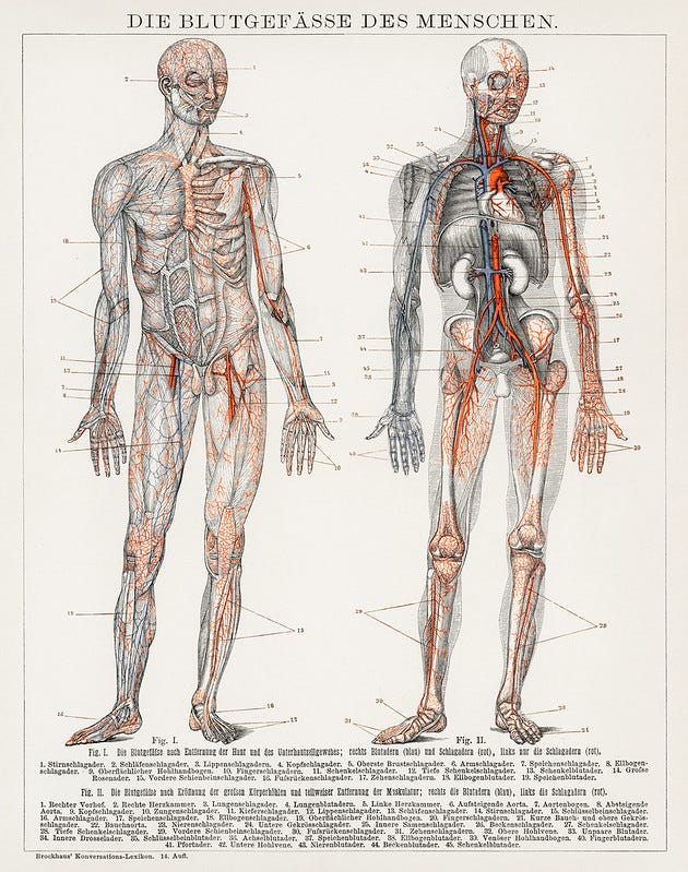 Antique lithograph of human anatomy (digitally enhanced).
