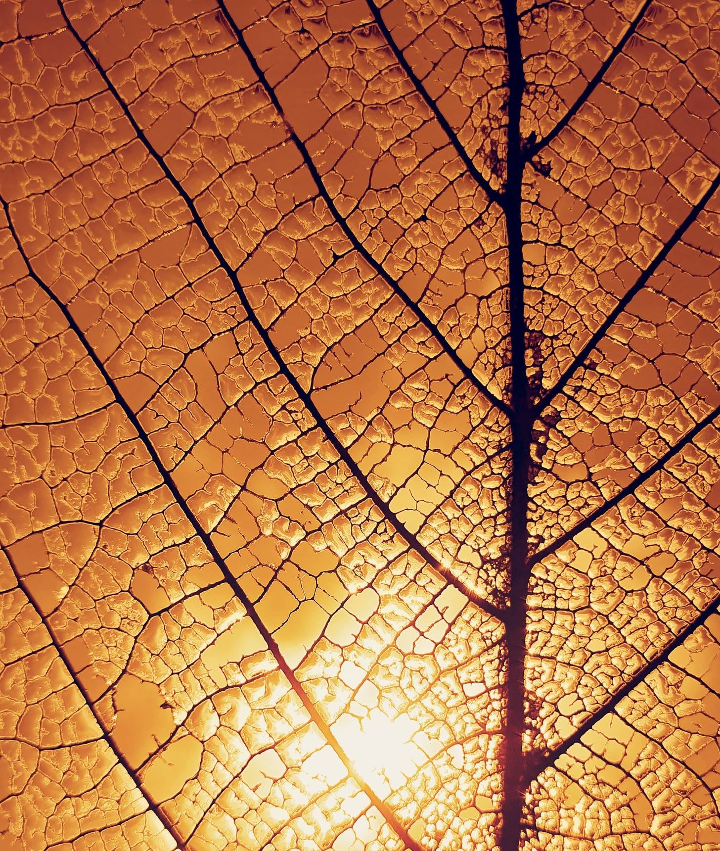 The structure of part of a leaf shows clearly as dark lines and cell walls, with the backlit leaf glowing orange.