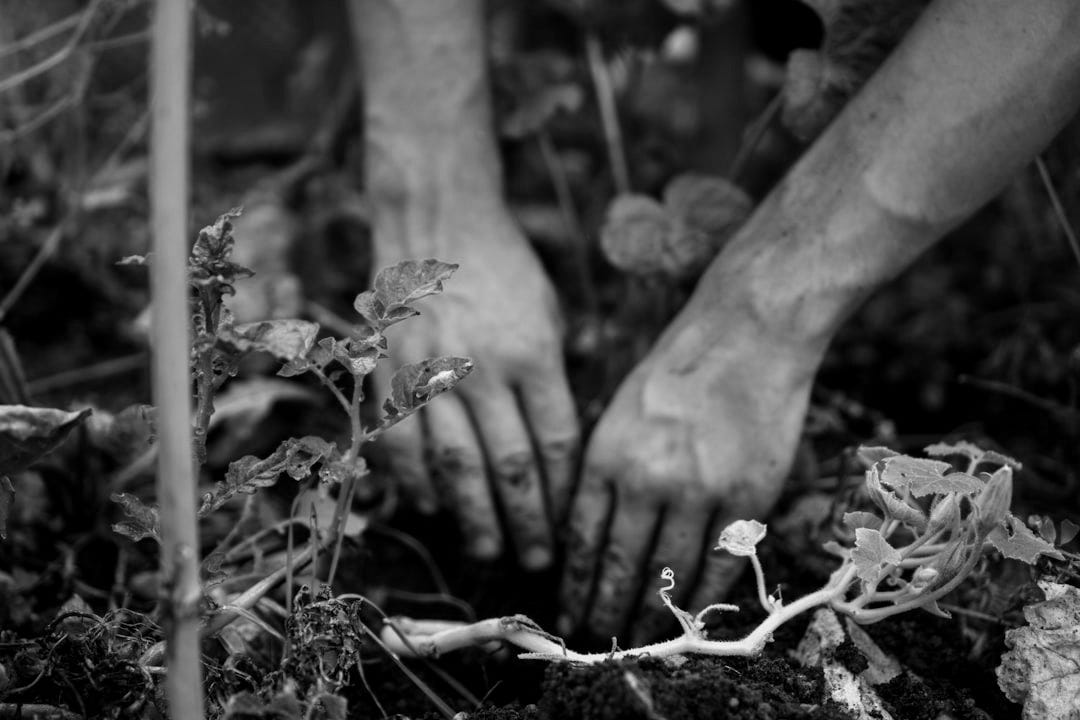 person holding green plant stem person holding green plant stem