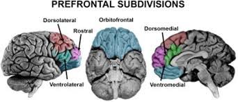dorsal medial prefrontal cortex ...