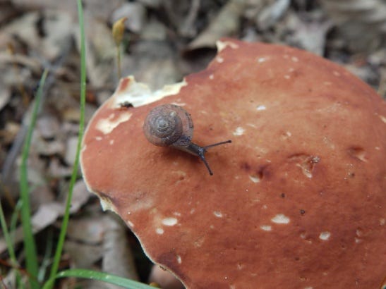 snail mushroom