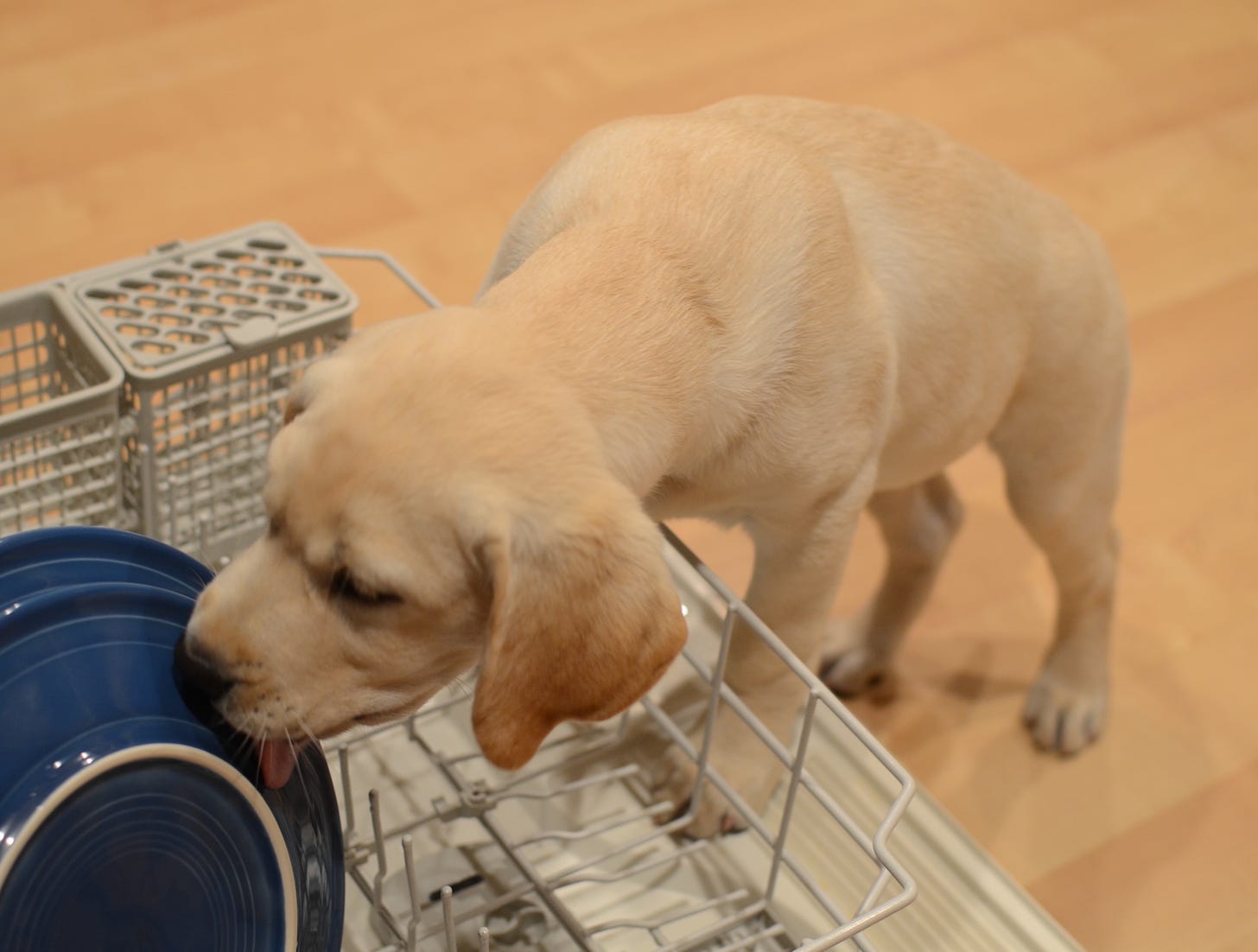 A yellow Labrador puppy licks plates in a dishwasher. 