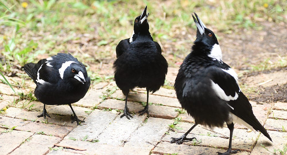 Singing Magpies in Canberra garden