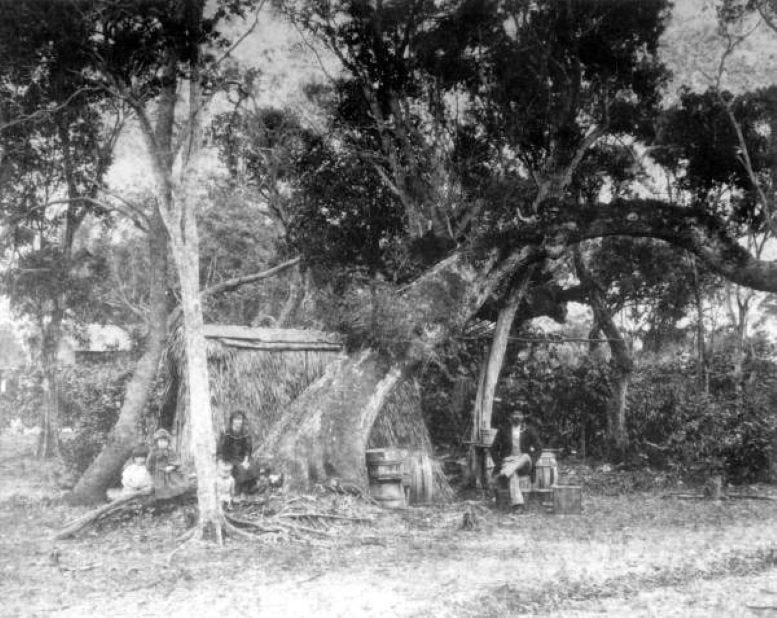 Figure 3: Miami Pioneers living in tent in 1896.