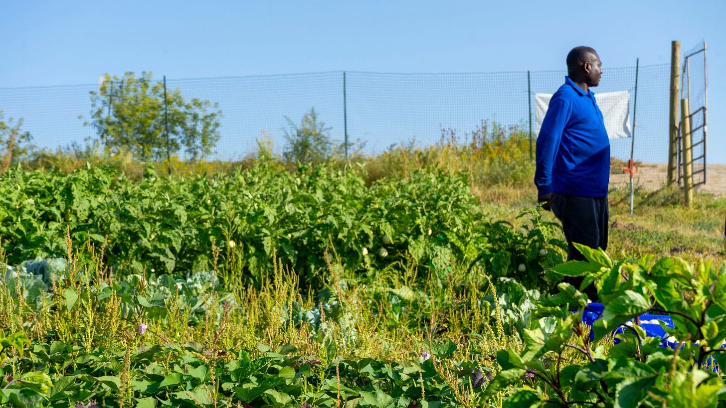 A man standing in a field of green plants.