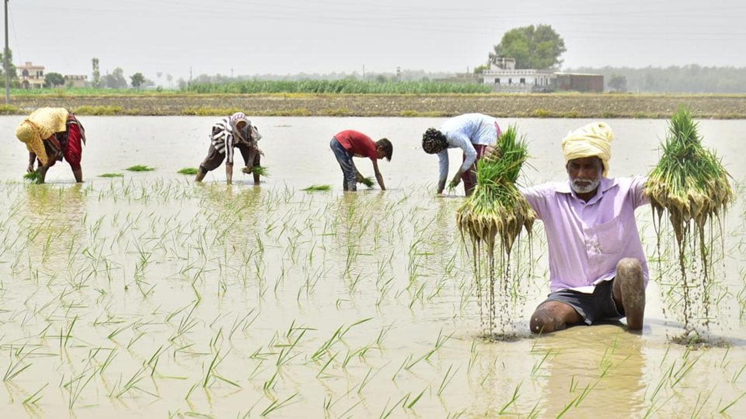 Punjab farmers go for multiple paddy varieties, sowing methods - Hindustan  Times