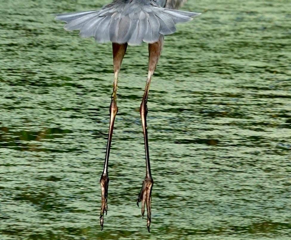 May be an image of wading bird and nature