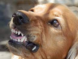 Fear Aggression In Dogs And How To Help