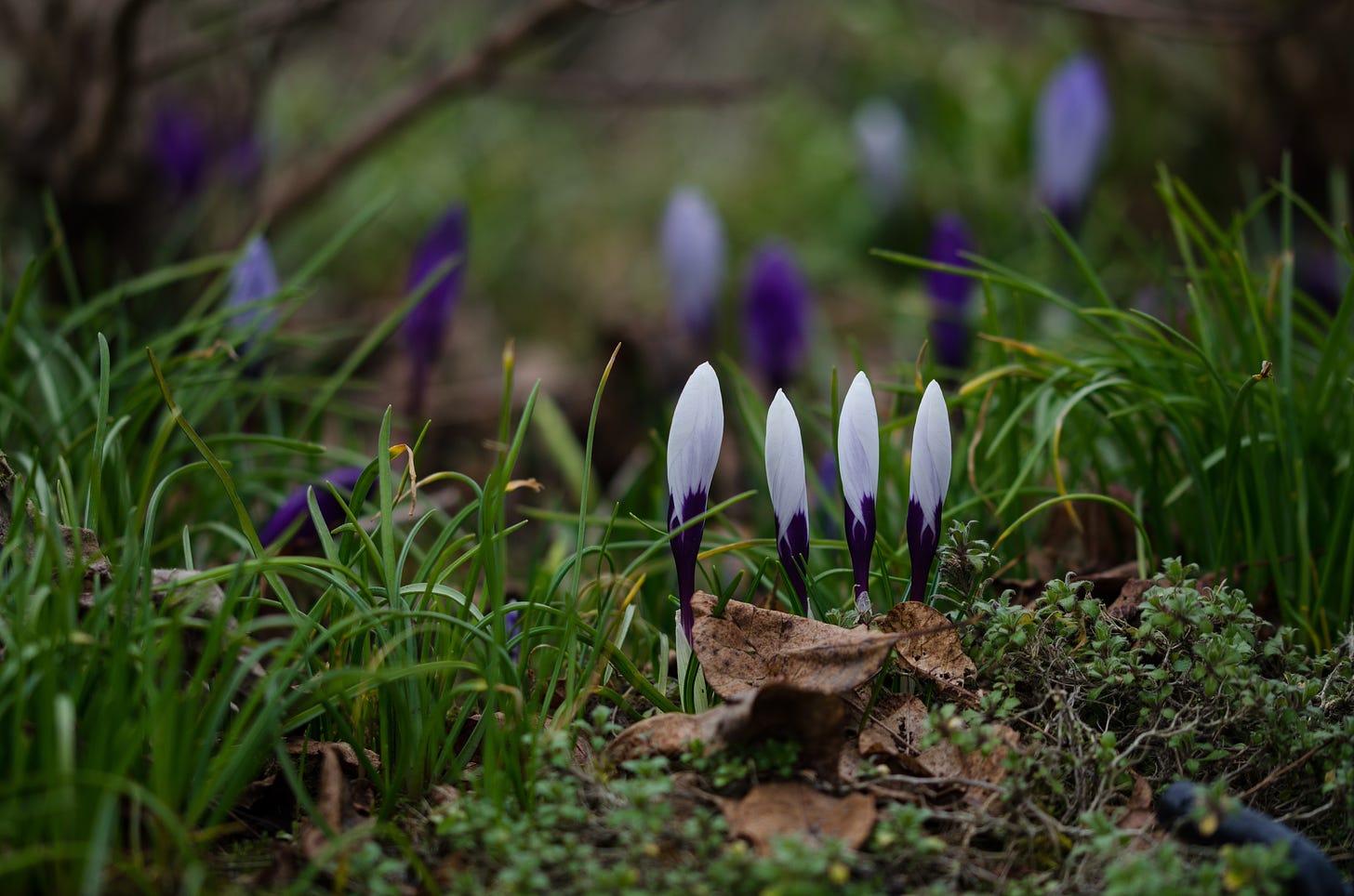 Four purple and white crocuses, emerging from the undergrowth, still tightly furled