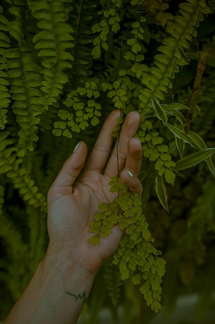 woman’s hand touching leaves of a plant