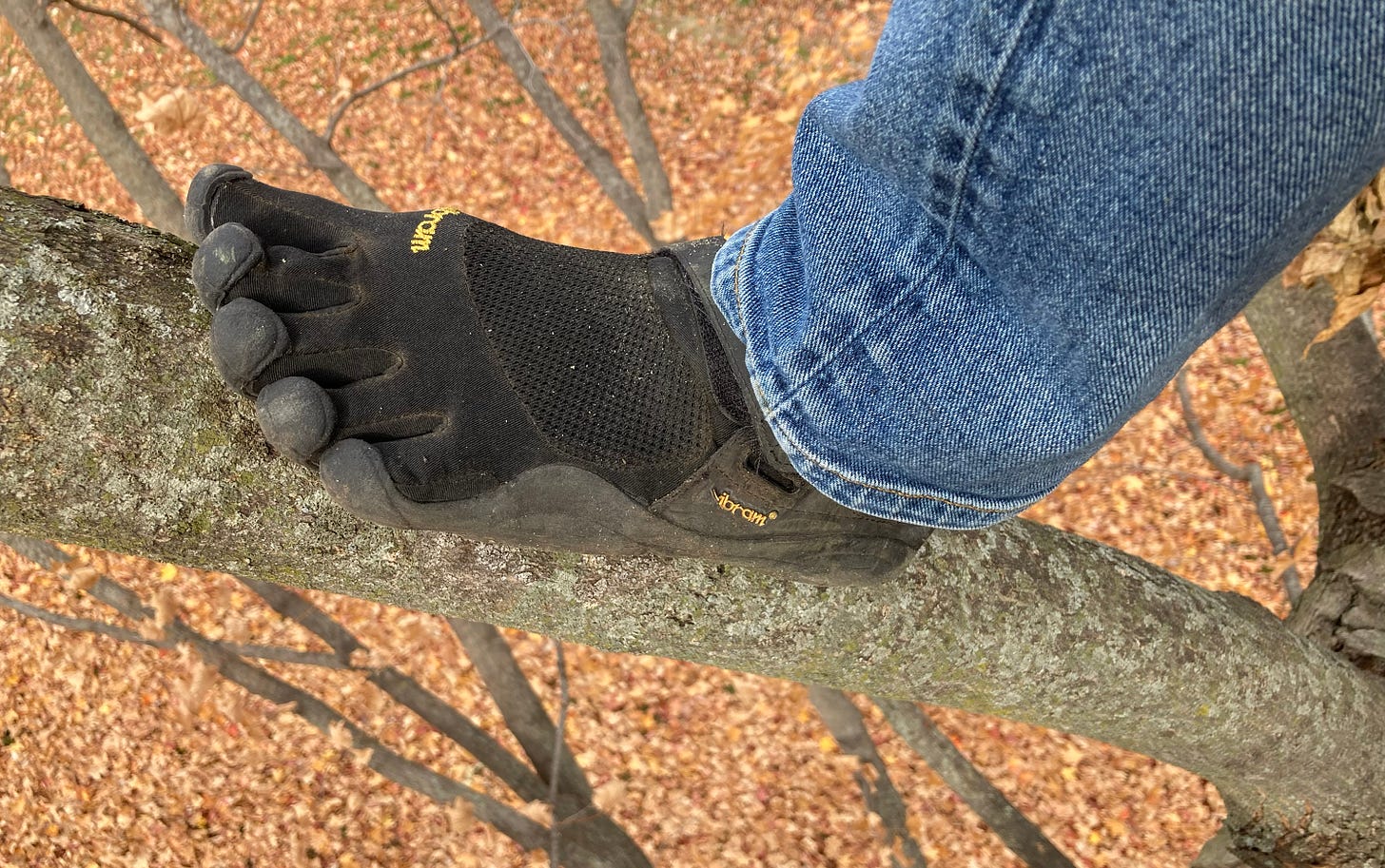 My foot, wearing Vibram shoes, standing on a branch.