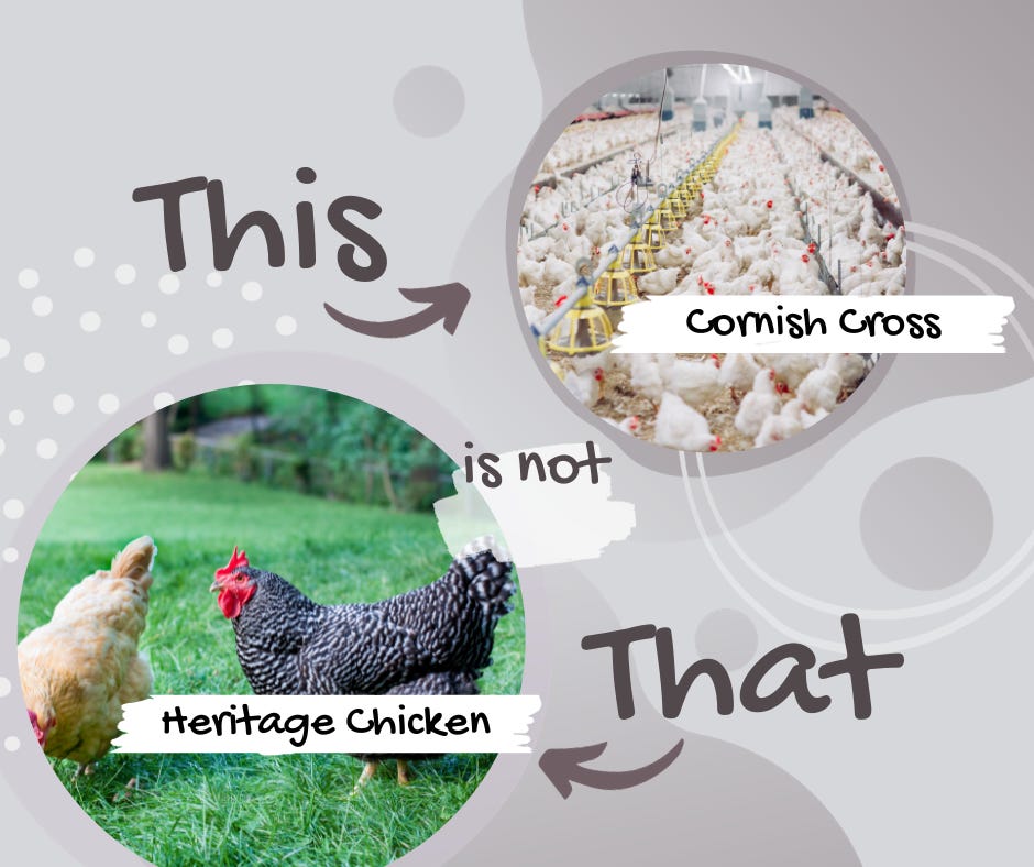 Factory image of white chickens vs a heritage barred rock out on grass