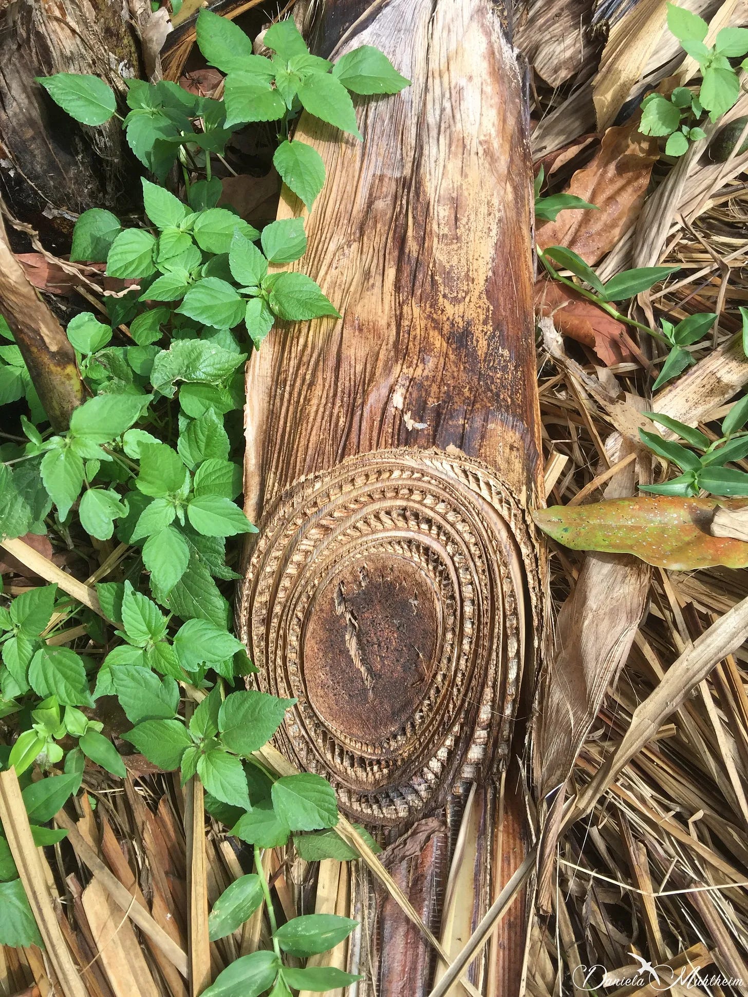 Photo of a cross section of platain