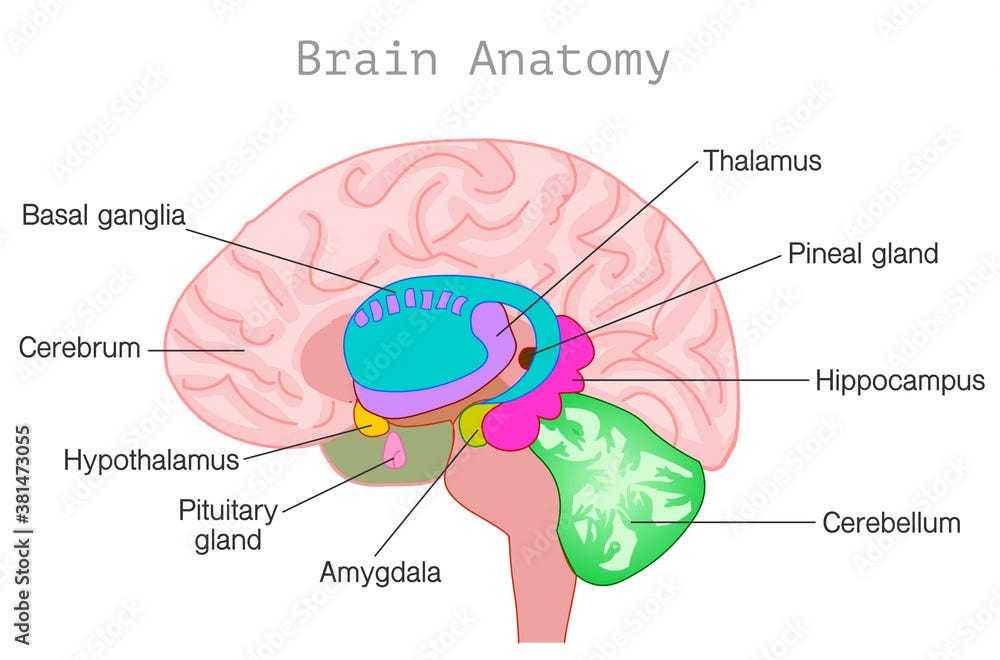 Stockvector Brain anatomy. Central nervous system diagram. Head organ  parts, limbic system, basal ganglia, hypothalamus, cerebellum, pineal,  pituitary gland, hypothalamus, ventricles, choroid plexus. Vector | Adobe  Stock