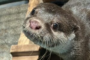 This Asian small-clawed otter fell down the stairs while sleeping and developed left-sided paralysis.