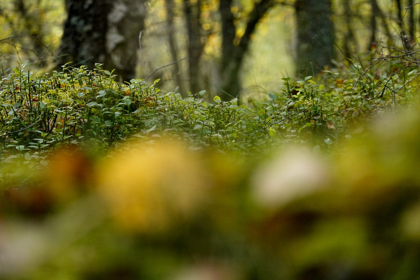 Low level photograph in a Scottish birch wood: in the foreground defocused multi-coloured leaves. Above is an undulating layer of green Blaeberry plants (Vaccinium myrtillus) against a backdrop of dark tree trunks 