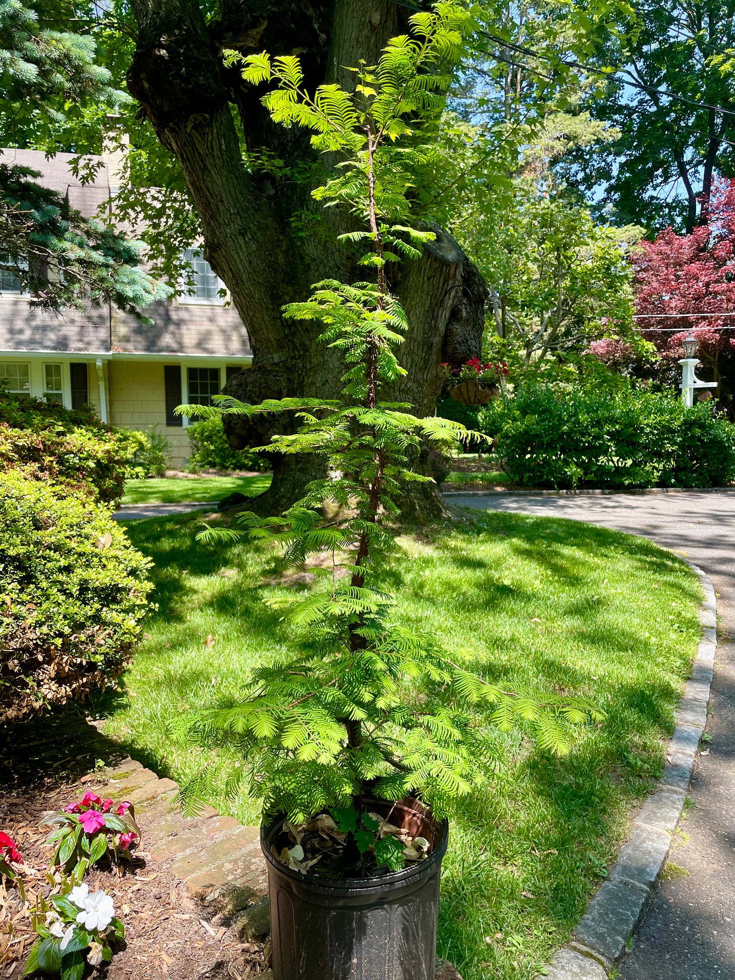 ID: Dawn redwood tree in a 3 gallon black nursery pot on a sunny suburban lawn, with lots of feathery foliage and a tall twisted trunk