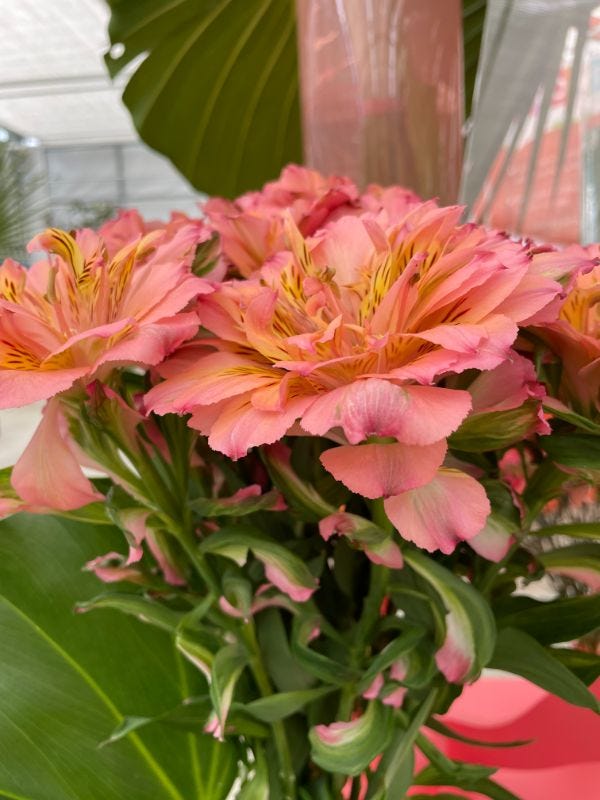 Flower trials