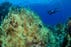 A person dives near coral reef in Dominica.