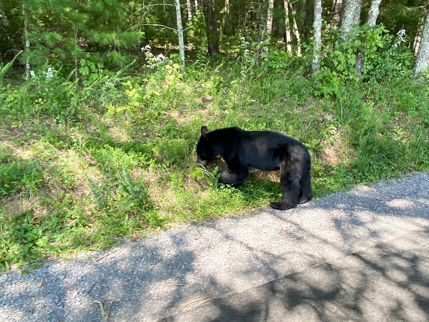 May be an image of bear, brown bear and black bear