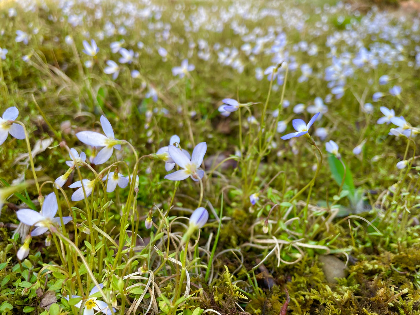 The Bluets (Houstonia caerulea) in the moss are just getting going this week. There is a nice carpet here so more to come! 