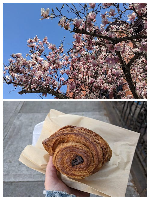 top photo: pink blossoms on trees; bottom: pan au chocolat from le petit monstre