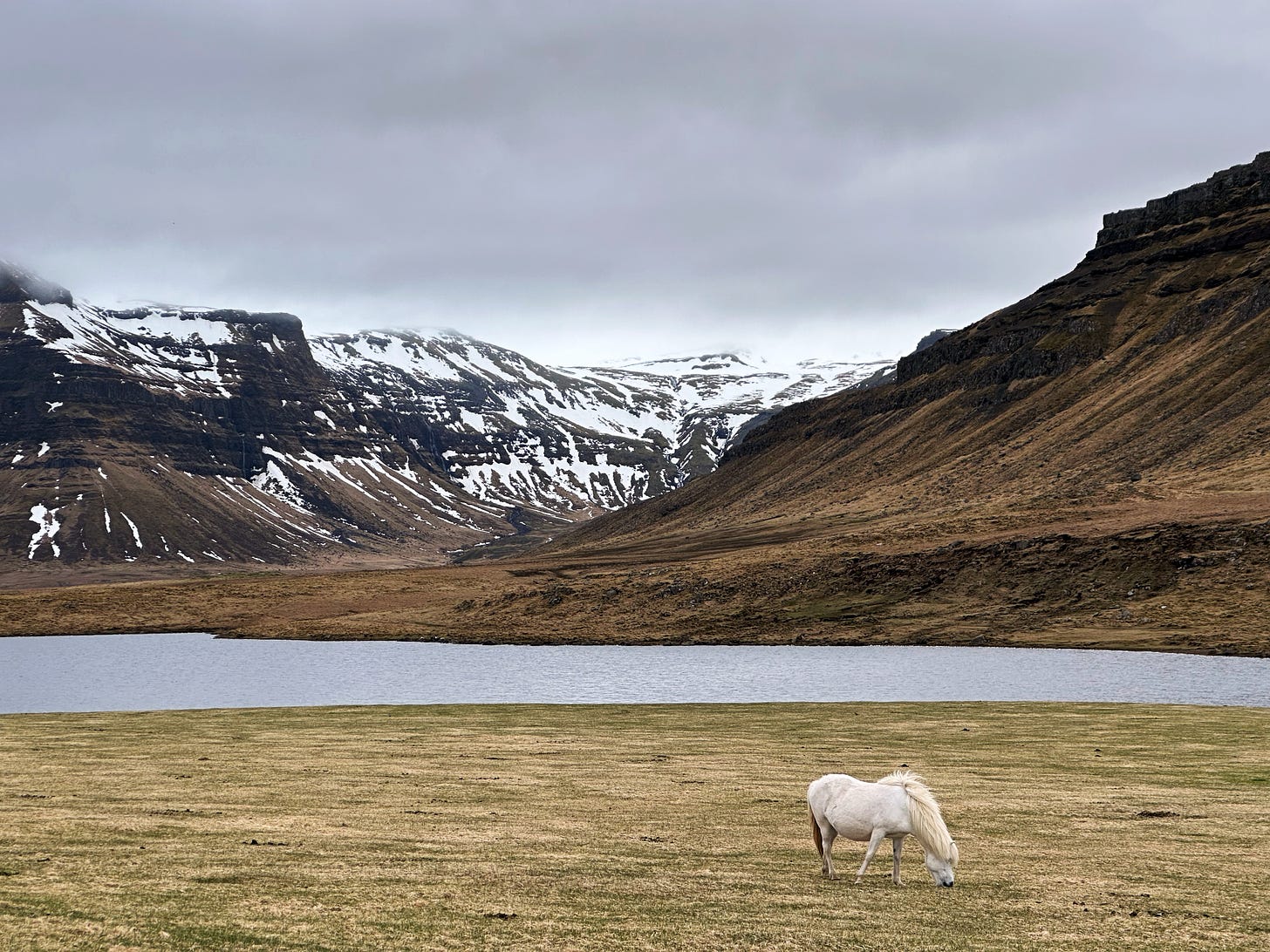 A white Icelandic Horse grazing in green grass in front of a large pond with snow capped mountains behind.  