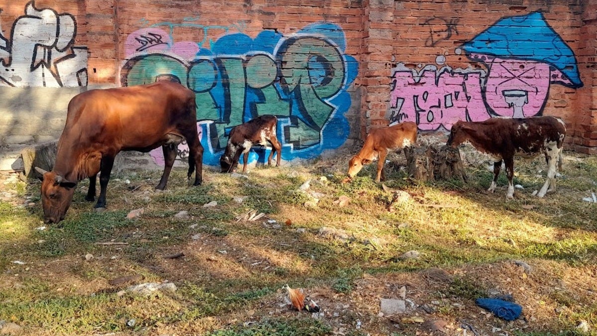 Four cows grazing in the garbage-strewn grass by a graffiti-laden wall in my park. Under the glow of sunrise, even this can look beautiful.