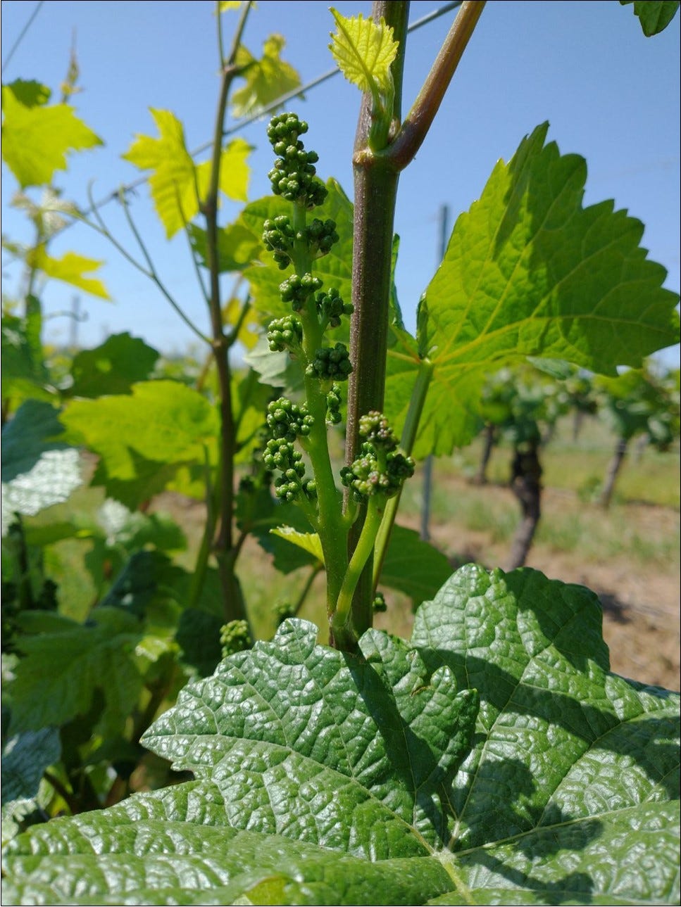 Pommard Clone Pinot Noir holding fast - no flowers yet!