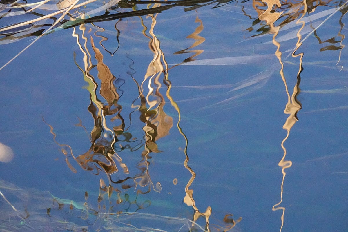 Abstract lines of reeds reflected in water coloured blue by the sky bring to mind Dali’s paintings