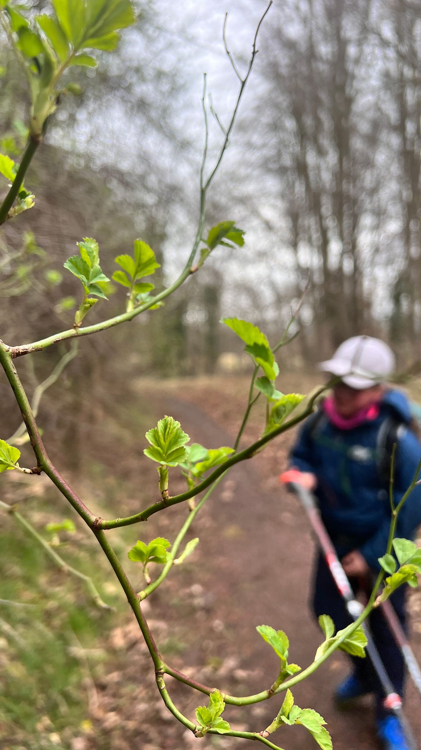 Some of the fresh green leaves that were covering the banks on Clyde Walkway