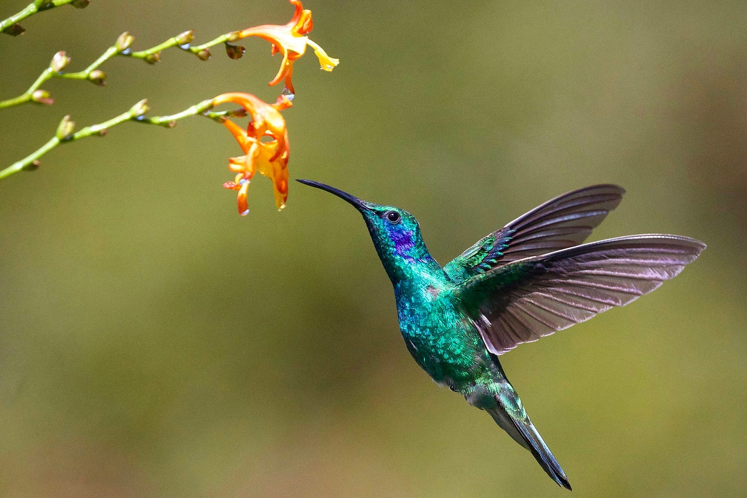 hummingbird and flowers hummingbird and flowers