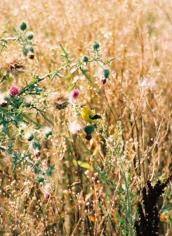 Bird on thistle