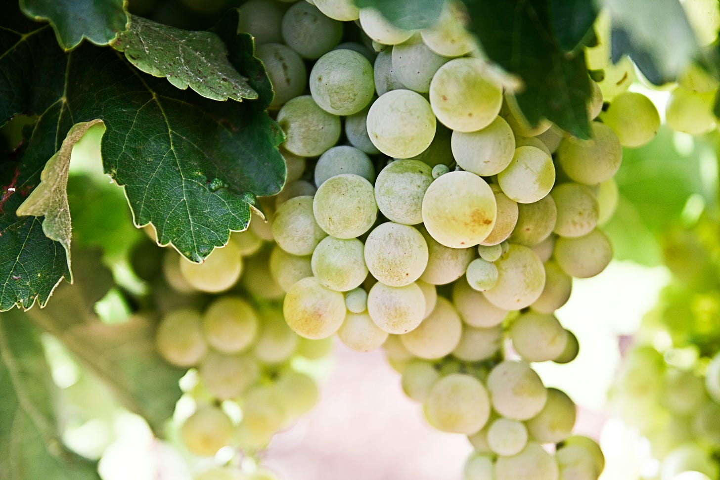 Close-up image of green grapes on a vine.