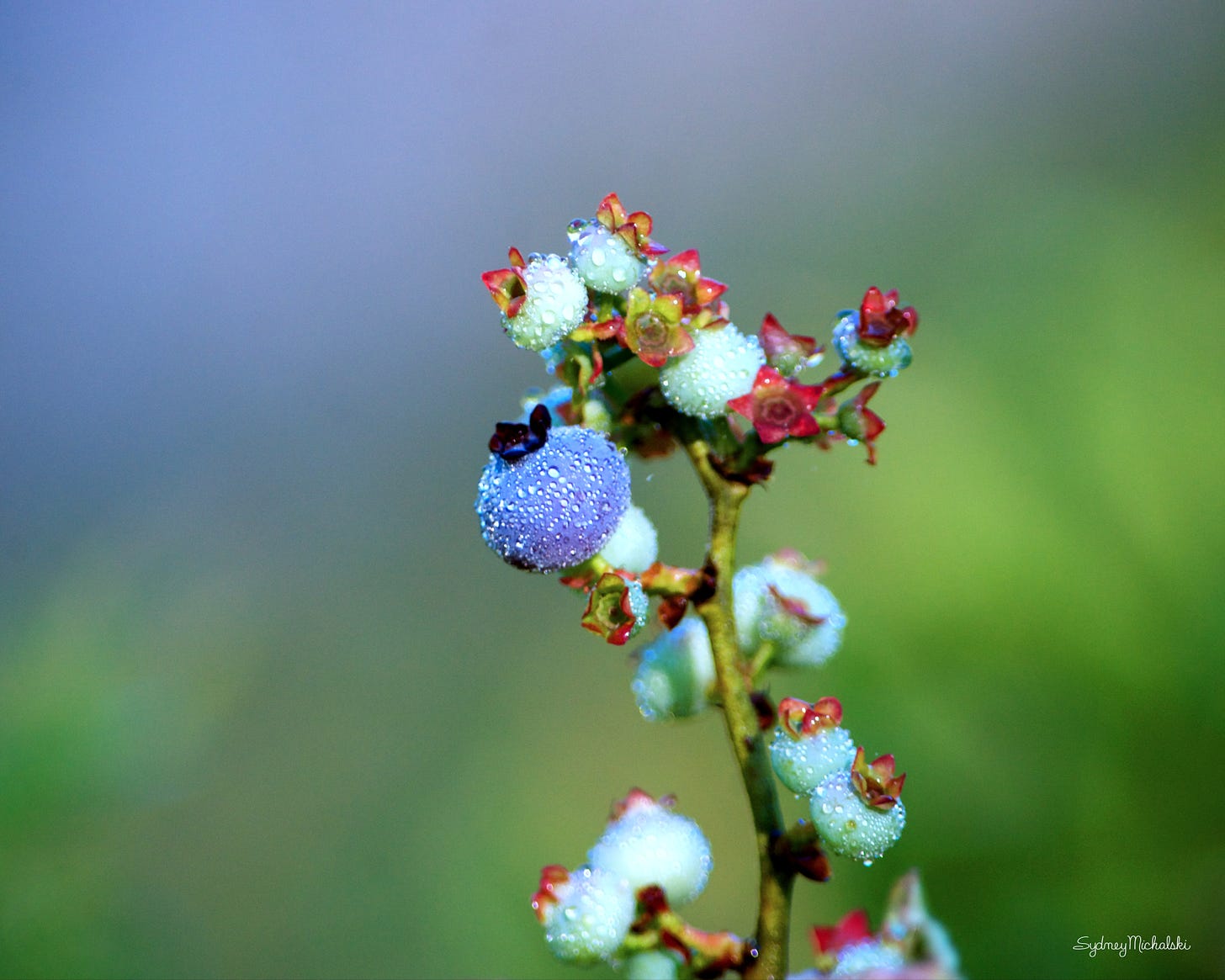 A portrait of a single ripe blueberry on a stem of unripe green berries sparkles in morning dew against a soft blue and green background.