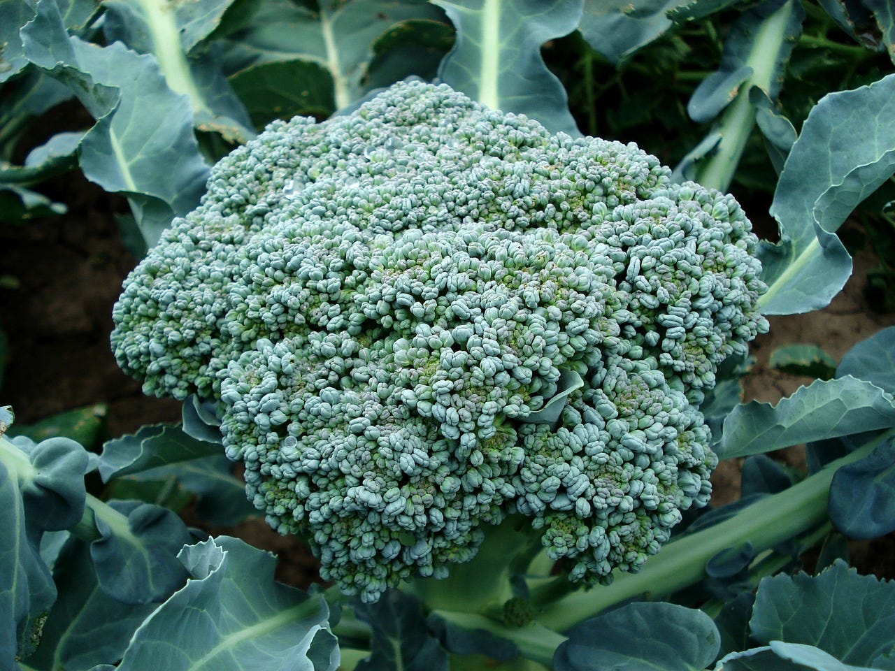 El bróccoli está cargado de nutrientes y antioxidantes El bróccoli está cargado de nutrientes y antioxidantes