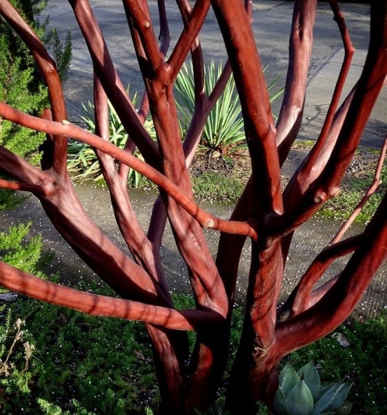 Arctostaphylos - Manzanita - Xera Plants