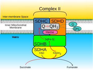 Succinate dehydrogenase - Wikipedia