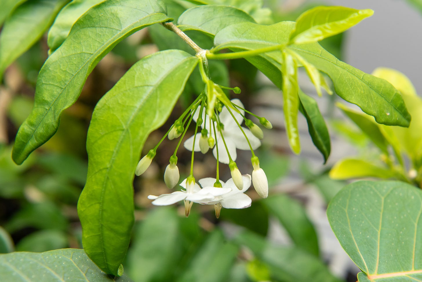 ID: Close up of water jasmine flowers, hanging beneath the leaves