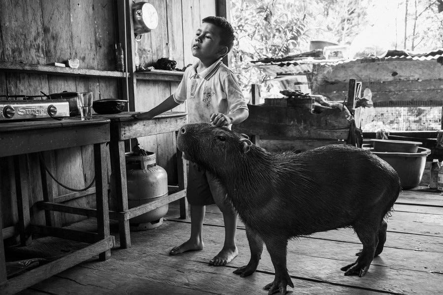 A child stands in a wooden-floored house beside a tame capybara.