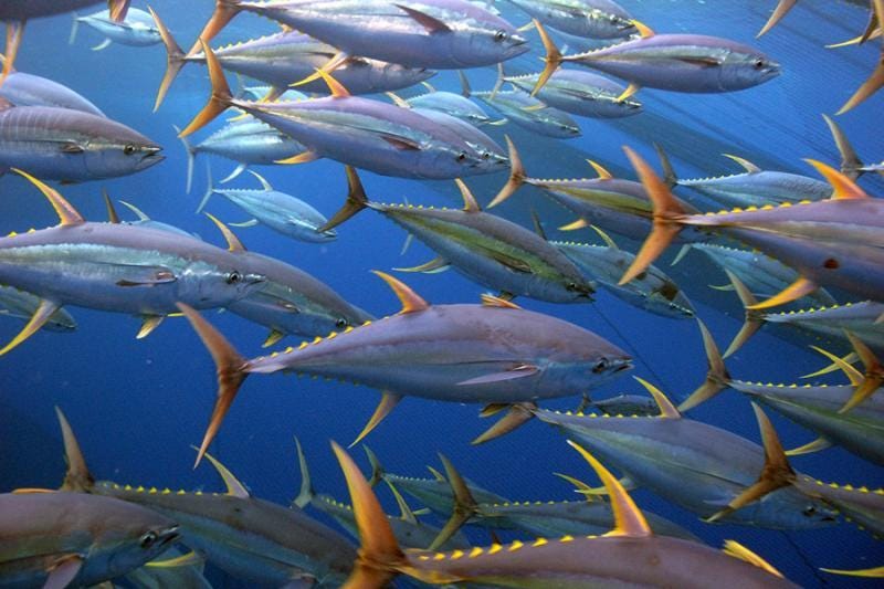 How We Safeguard Atlantic Tunas | NOAA Fisheries