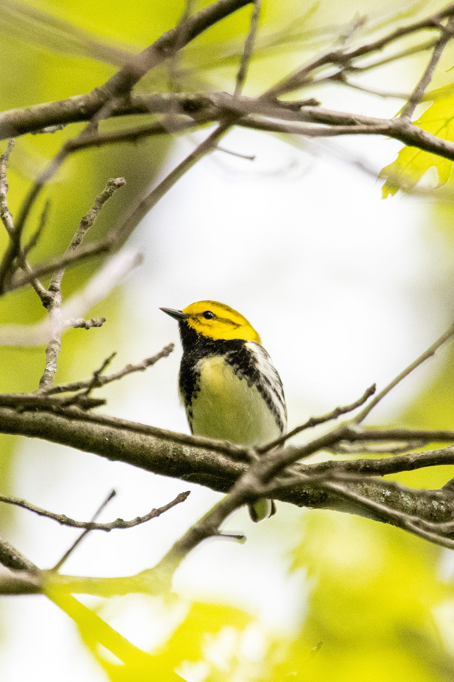 A black-throated green warbler perched in bare branches