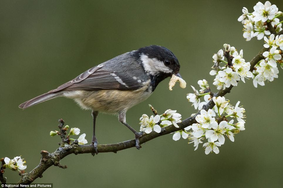 Eating like a bird: Sheila Sargeant, a 66-year-old retired nurse, took third place with this photo of a Coal Tit on a blackthorn in her garden
