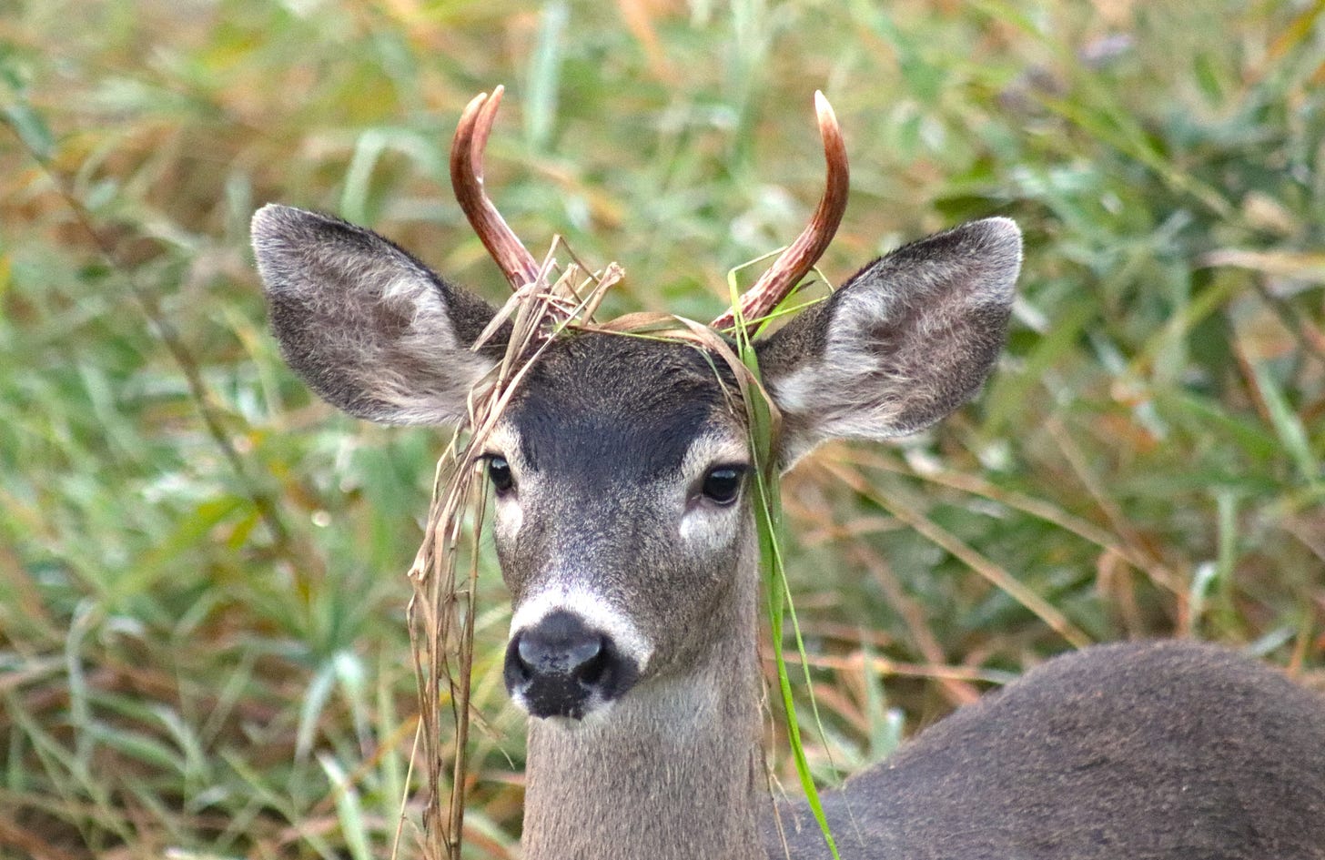 Head of a forked horn black-tailed buck with grass draped from its antlers. Meadow in background. 