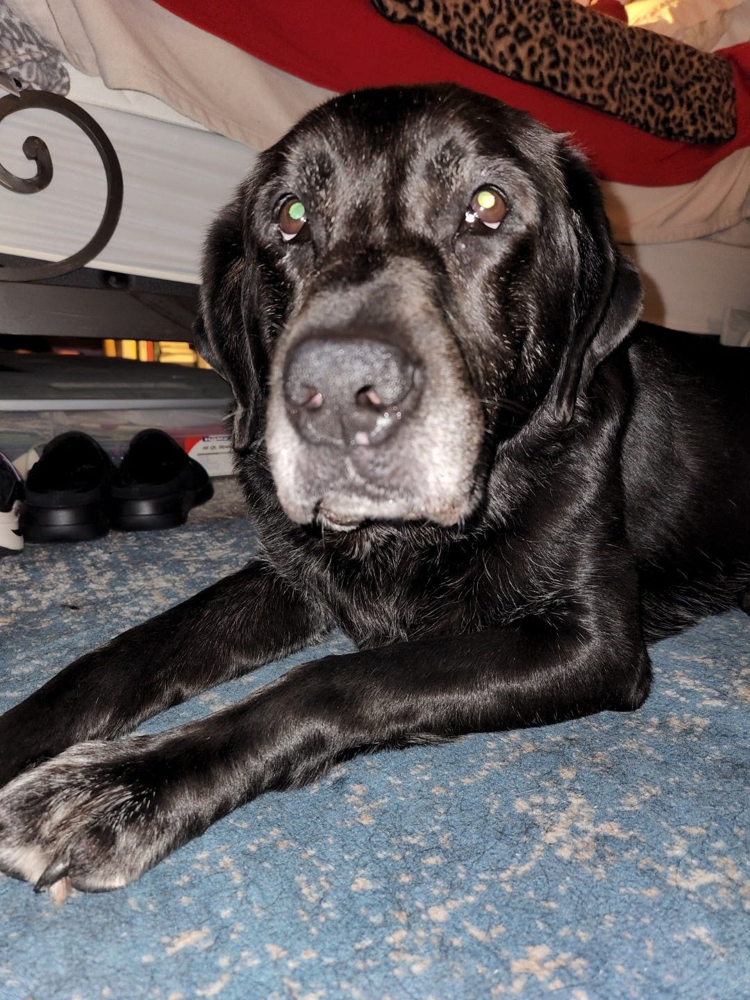 Shiny black lab dog laying on floor next to a bed