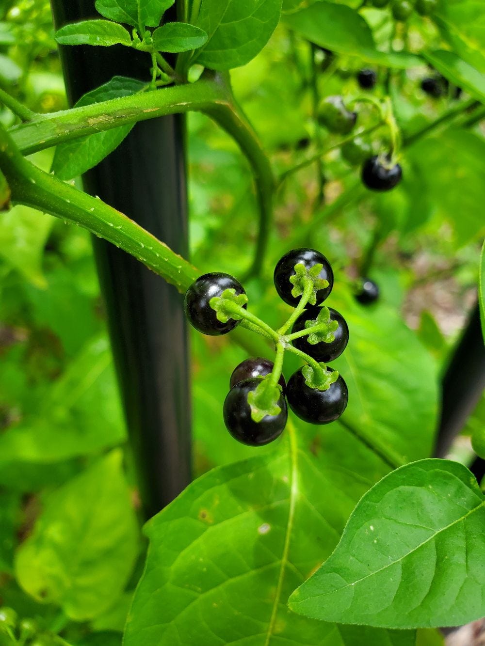 Solanum americanum [berries] 20221201_121745 sml.jpg