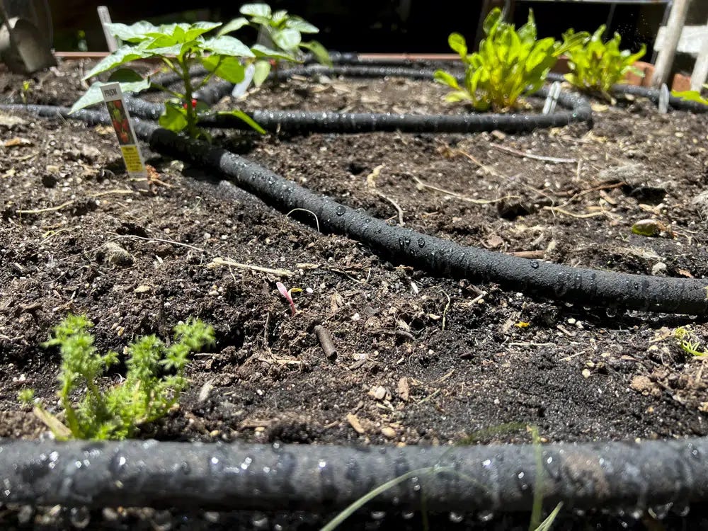 This May 26, 2023, image provided by Jessica Damiano shows a soaker hose system installed in a raised vegetable garden bed on Long Island, N.Y. Using soaker hoses or other drip irrigation methods instead of overhead sprinklers saves water and money, reduces waste and helps protect plant health. (Jessica Damiano via AP)